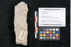Foto (Objekt + Etikett) von Plantae indet.  (NHMW-GEO-2024-0188-8066)